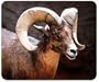 JCI - Mouse Pad - Big Horn Sheep