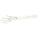 3B Scientific A40/3R Loose Right Hand Human Skeleton with Ulna and Radius