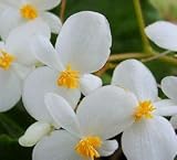 Heirloom Fragrant Begonia Live Plant Odorata White