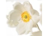 Kitchen & Housewares : Greeting Card Midi - Japanese Anemone