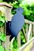 Garden Ornament, Fence Post Finial - Woodpecker