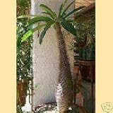 Outdoor Living : MADAGASCAR PALM - 4 Seeds - Pachypodium lamerel
