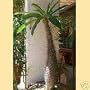 MADAGASCAR PALM - 4 Seeds - Pachypodium lamerel