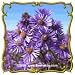 New England Aster (Aster novae-angliae) Jumbo Wildflower Seed Packet (1750)