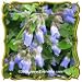 Jacob's Ladder (Polemonium reptans) Jumbo Wildflower Seed Packet (100)