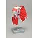 Altay Shoulder Girdle with Musculature Model