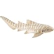 Safari: Zebra Shark