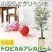 ���G�}�@�g���s�J���A���J�p�[��H2.0�@Y3104