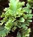 Asplenium scolopendrium 'Laceratum Kaye' - Kaye's Lacerated Harts Tongue Fern