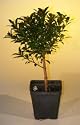 Bonsai Boy's Pre Bonsai Flowering Brush Cherry Bonsai Tree - Small<br><i>(eugenia myrtifolia)</i>
