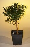 Bonsai Boy's Pre Bonsai Flowering Brush Cherry Bonsai Tree - Small eugenia myrtifolia
