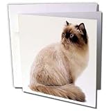 Cats - Himalayan - Greeting Cards-12 Greeting Cards with envelopes