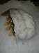 2 SUPER COLOSSAL Austrailian Lobster Tails 3 POUNDS