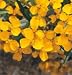Herb Mexican Mint Marigold 100 Seeds per Packet Mexican mint marigold has many other aliases, most alluding to its fragrance: sweet mace, Mexican or winter tarragon, sweet- or mint-scented marigold, root beer plant, Mexican marigold mint, and yerba anis