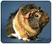 JCI - Mouse Pad - Guinea Pig