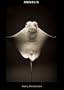 ANIMALIA