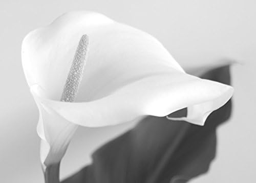 Black and White Calla Lily Photograph, Modern Home Decor