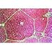 All Products : Mammalian Physiology Microscope Slide Set