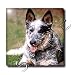 Dogs Australian Cattle - Australian Cattle Dog - Tiles