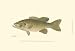 Small-mouthed Black Bass - Denton Art Print Poster 19 x 13