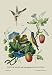 12 X 18 Stretched Canvas Poster Taylor Birds and Fruit Bearing Convolvuls