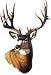 Rivers Edge Auto/truck/safe Magnetic Art Magart Mule Deer
