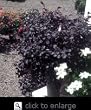 Loropetalum Ever Red Five Gallon Plant