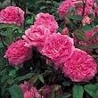 English Rose "The Mayflower", Five Gallon Tree Version