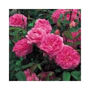 The Mayflower English Pink Rose Bush pink english rose bush The Mayflower