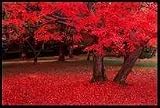 25 SCARLET / CAROLINA RED MAPLE TREE Acer Rubrum Seeds