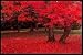 25 SCARLET / CAROLINA RED MAPLE TREE Acer Rubrum Seeds