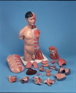 Asian Deluxe Dual-Sex Torso wt muscular arm, 33-part