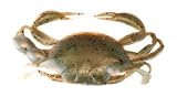 Gulp! Saltwater Rig Peeler Crab