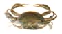 Gulp! Saltwater Rig Peeler Crab