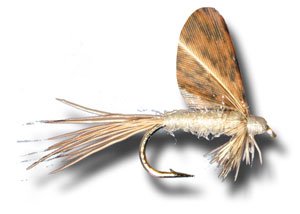 Burnt Wing Light Cahill Fishing Fly