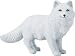 Arctic Fox