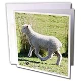 Albom Design Animals - Skipping Sheep Golden Bay New Zealand - Greeting Cards-12 Greeting Cards with envelopes