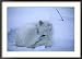 An Artic Fox Curled up in the Snow Collections Framed Photographic Poster Print by Maria Stenzel, 35x25
