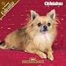   - 2008 Chihuahua 2008 16 Month Wall Calendar **IN STOCK NOW**