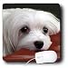 image 0 - Dogs Maltese Maltese Mouse Pads