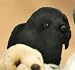 Plush Black Lab Pup Standing 9