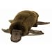 Plush Platypus 15