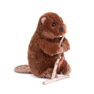 beaver