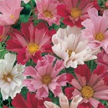 200 COSMOS SEA SHELLS SEASHELLS Cosmos Bipinnatus Flower Seeds 200 COSMOS SEA SHELLS SEASHELLS Cosmos Bipinnatus Flower Seeds