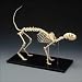 Feline Skeletal Model, Extra-Large (27 Inches Long!)