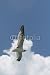 Wallmonkeys Peel and Stick Wall Decals - Key West Seabird in Flight - Removable Graphic