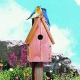 Blue Bird House