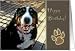 Birthday Card, Smiling Bernese Mountain Dog Card