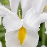 Iris hollandica Mount Everest (20)