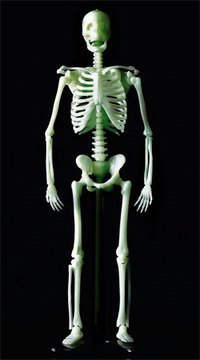 科学と学習PRESENTS 光る人体骨格模型キット